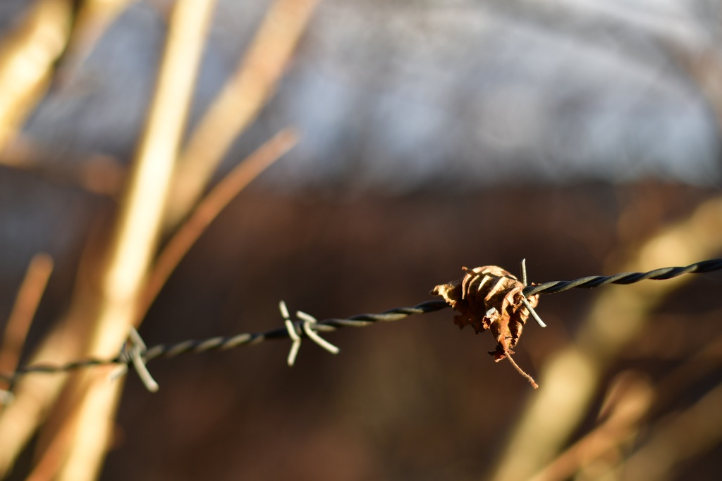 2018-11 Scotland/Portnalong/DSC_7307.JPG